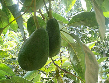 palta