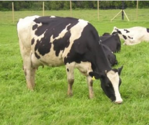vaca