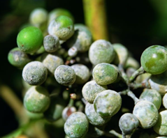 uva_transgenica