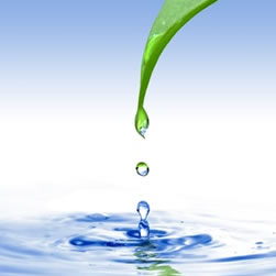 gota