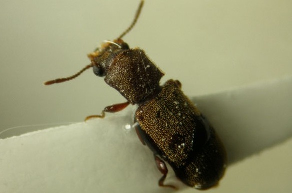 escarabajo pulverizador