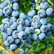 arandanos