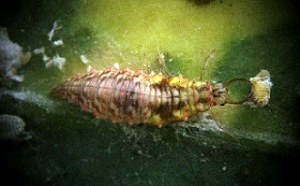 crisoperia