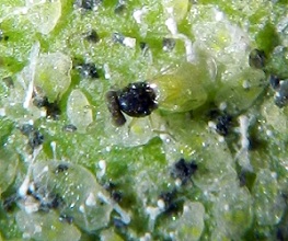 encacia formosa