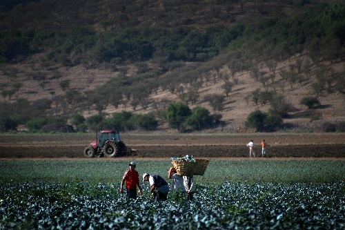 cesantia agro