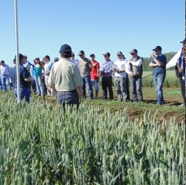 grano forrajero