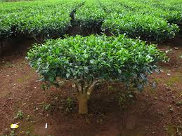CAMELIA