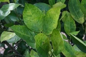 greening