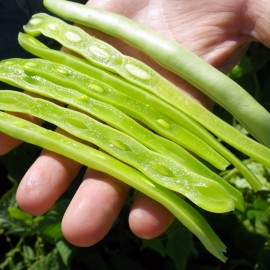 porotos
