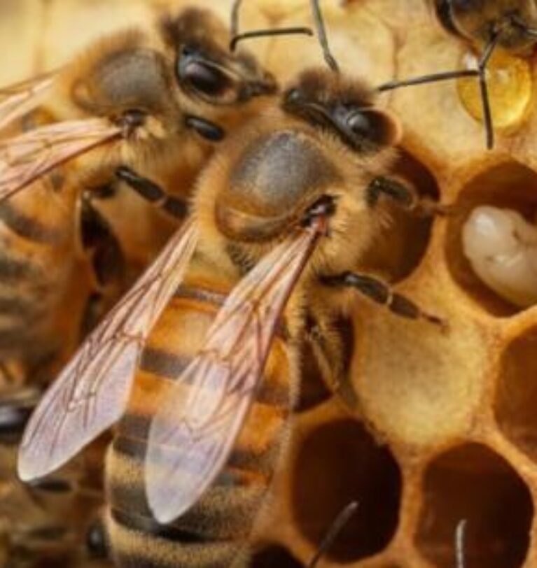 Estudiantes universitarios crean app que detecta la presencia de la abeja reina dentro de una colmena sin abrirla.