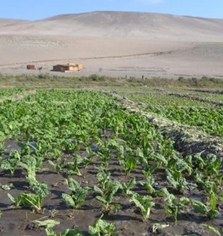 Facultad de Cs. Agronómicas integra proyecto ANILLO para innovar en cabecera del Desierto de Atacama
