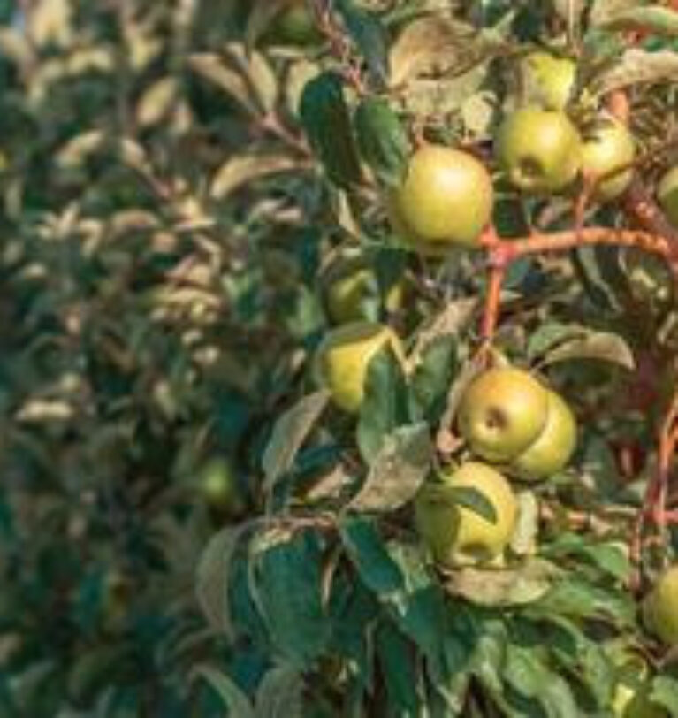Granny Smith: la manzana que da vida a embutidos más saludable